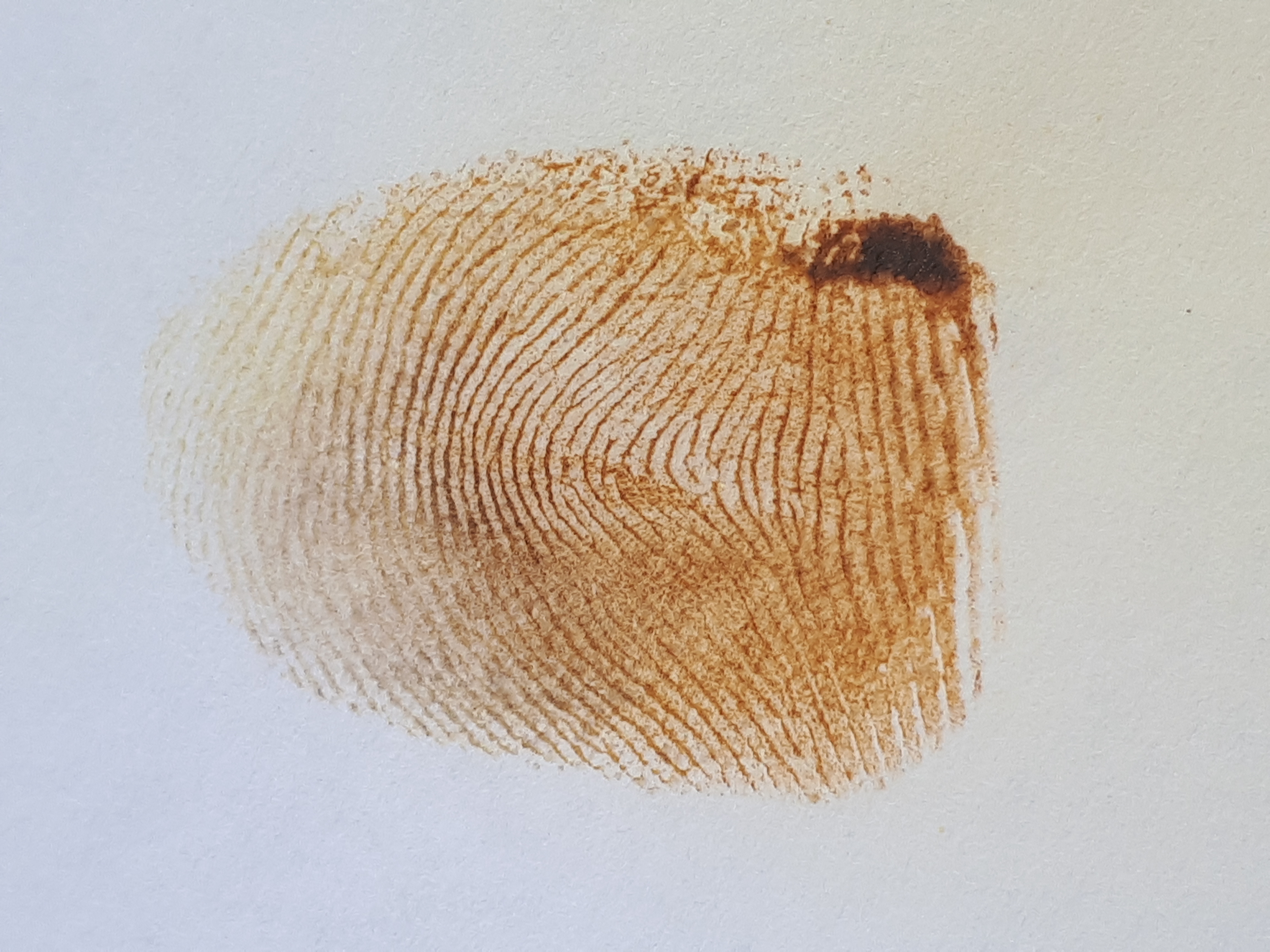 Imagen que contiene café, oso, cepillo, nieve Descripción generada automáticamente